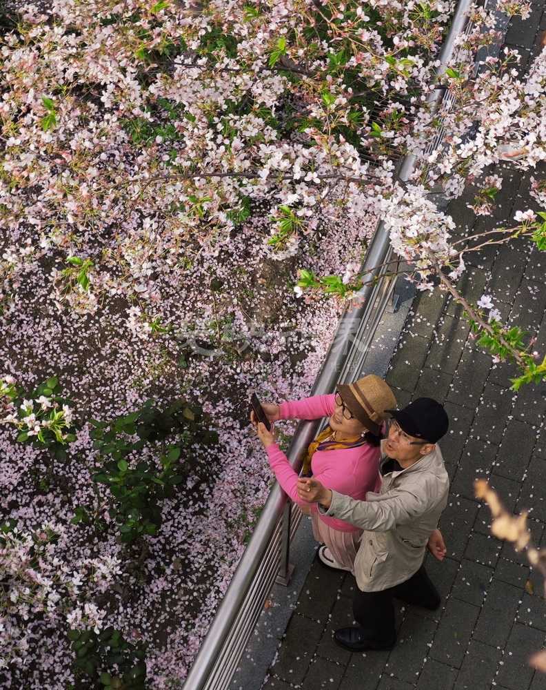 戴婧妍-赏樱43xabntWny.jpg
