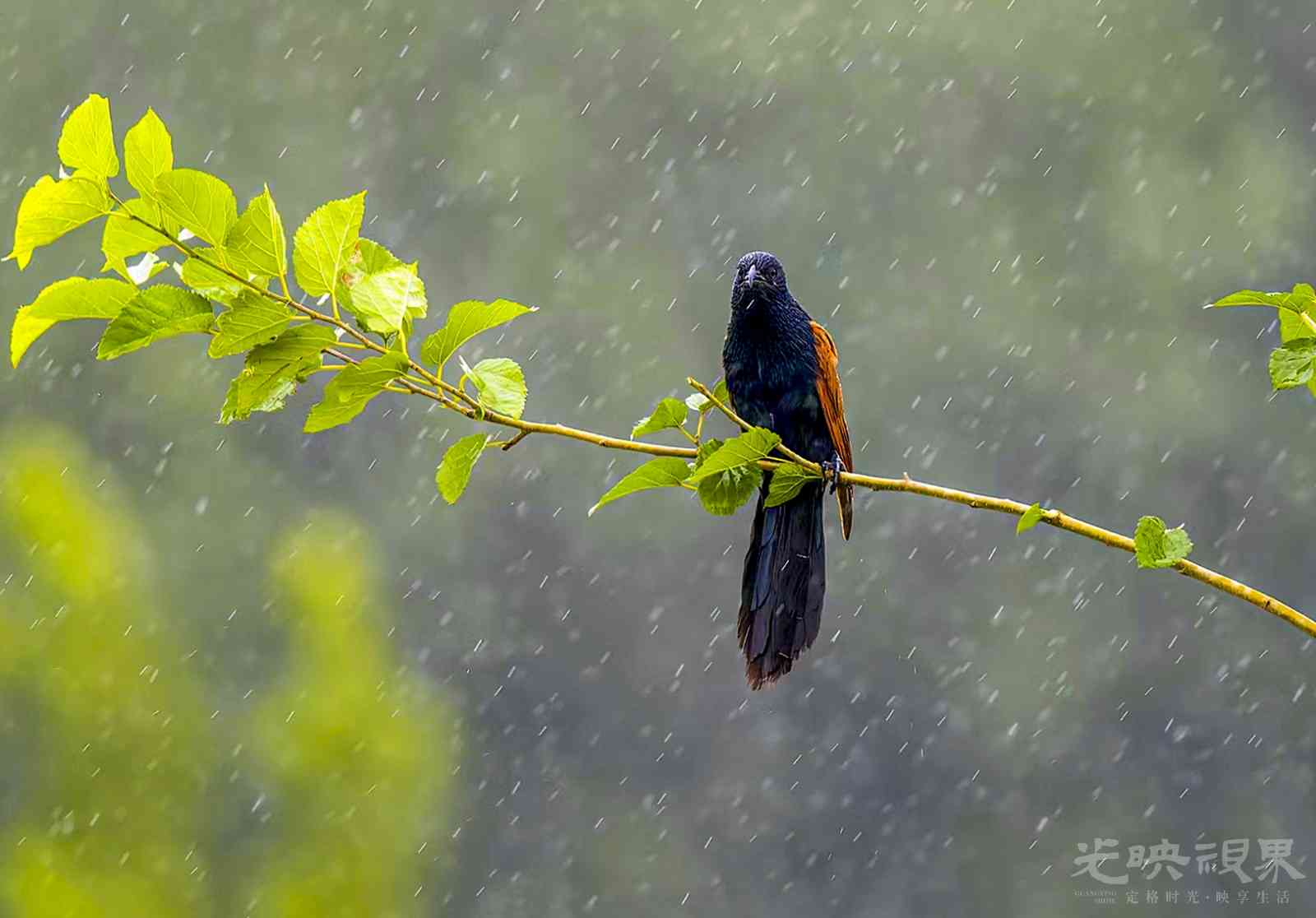 DSC_1247.jpg
