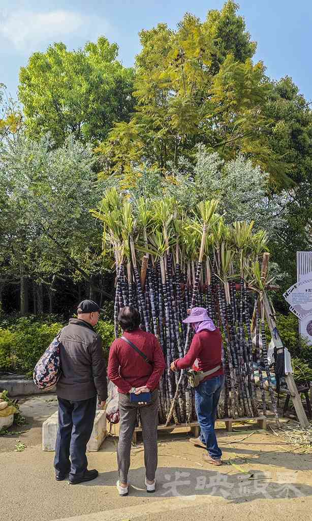 龙祥岛渔耕风情街掠影71024.jpg
