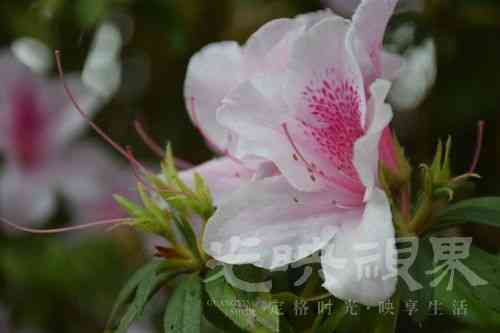 u_3771169514_4102195128&fm_253&fmt_auto&app_138&f_JPEG.jpeg