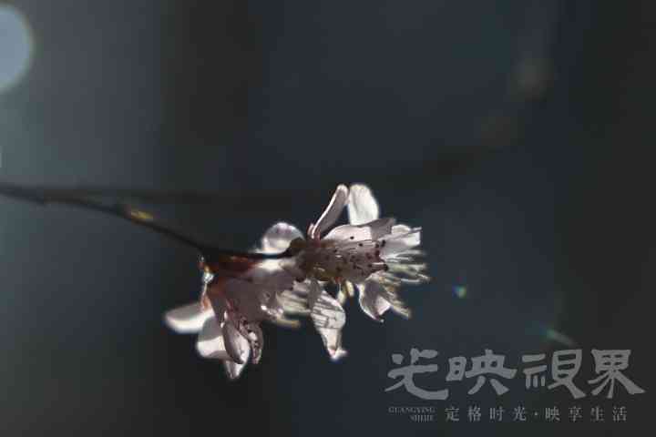 KD1A7380.JPG