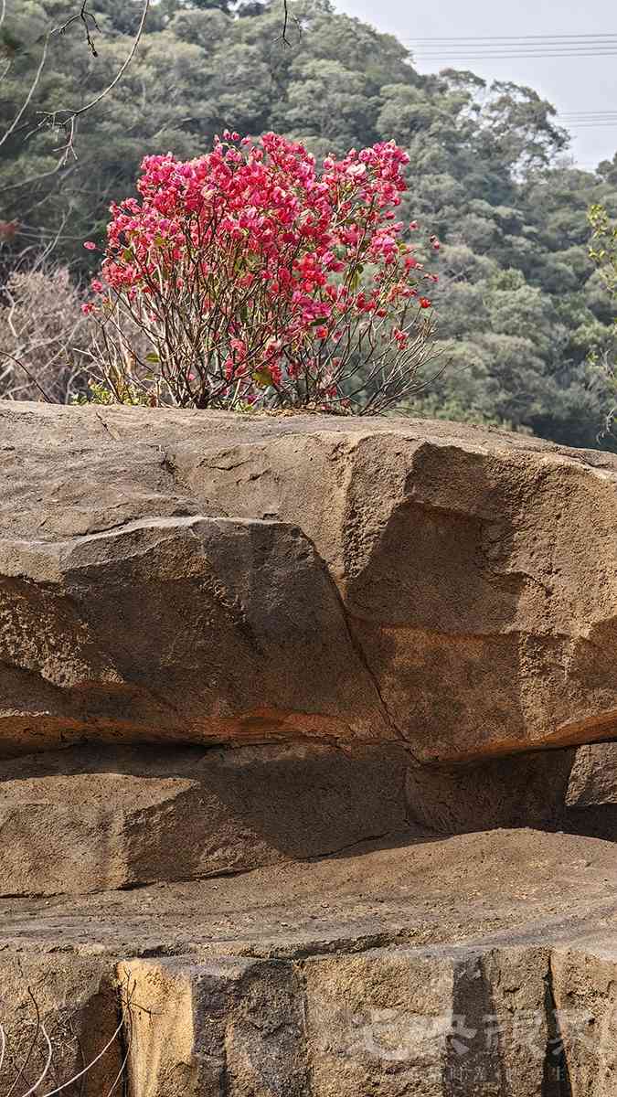 三江口植物园00141200.jpg