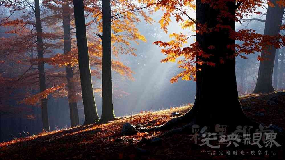 深林_副本1000-2.jpg