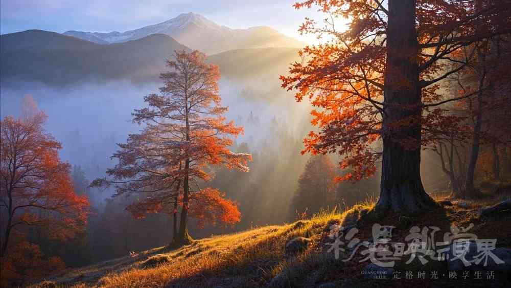 深林_副本1000-1_副本.jpg