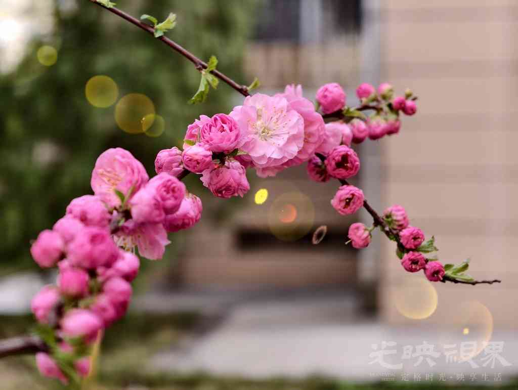 枝头争艳.jpg