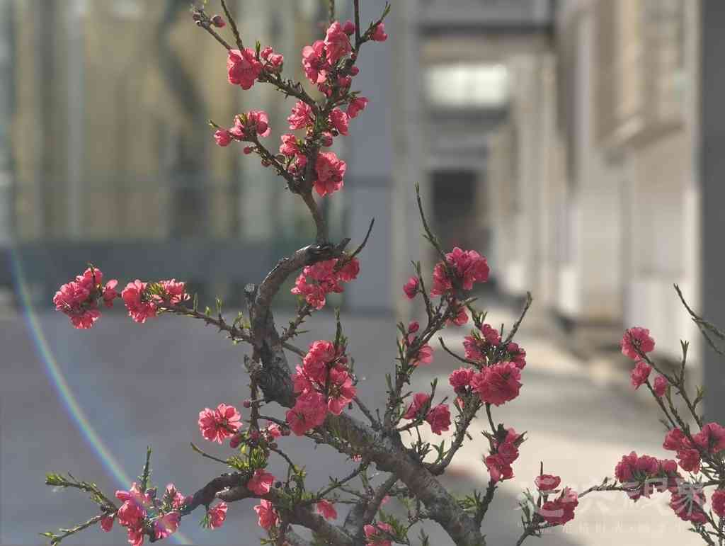 门前桃花开.jpg