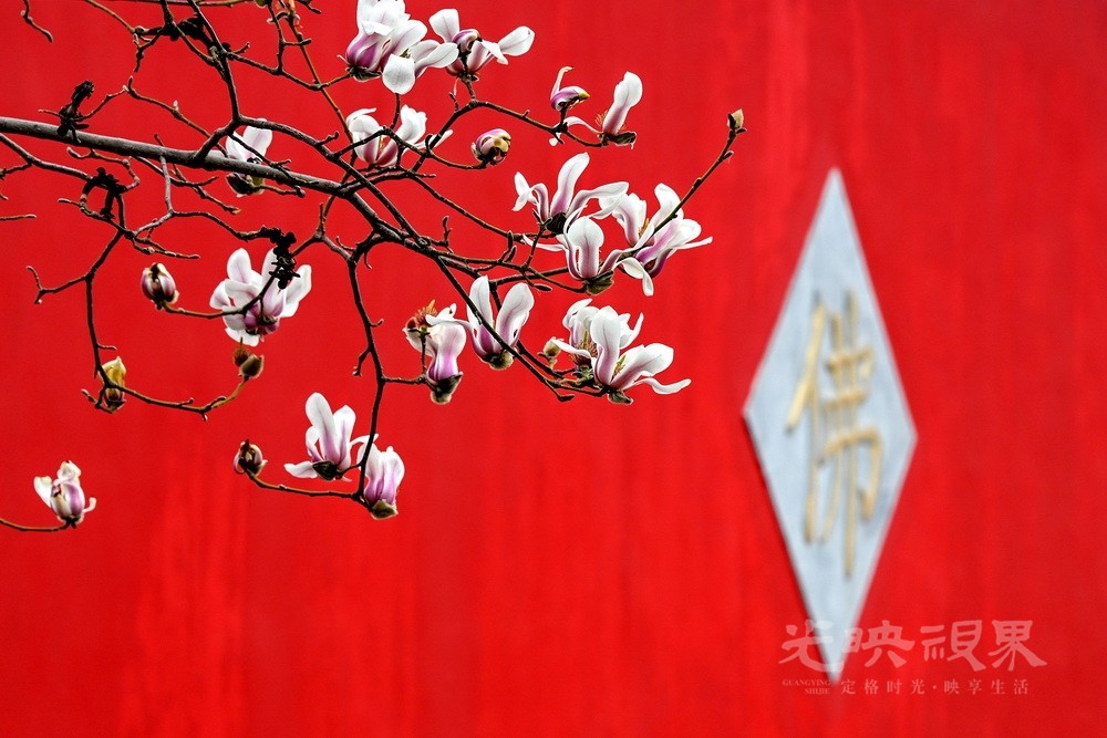 041《花开富贵》2024年3月27日，北京房山云居寺，盛开的玉兰与背景红墙相互映衬。.JPG