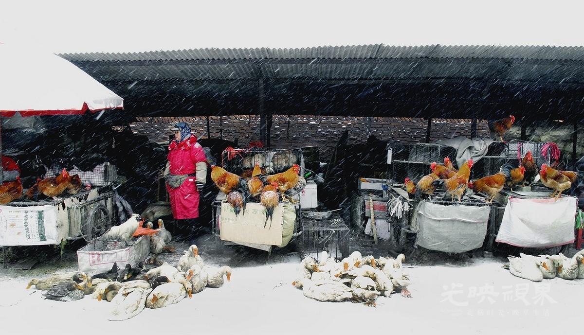 赵金华-雪掩冬市iei8bAhBMd.jpg