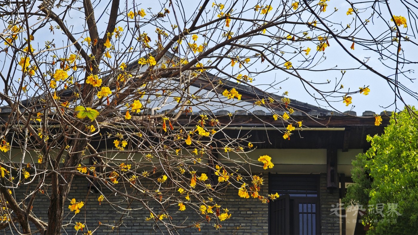 黄花风铃木0021600.jpg