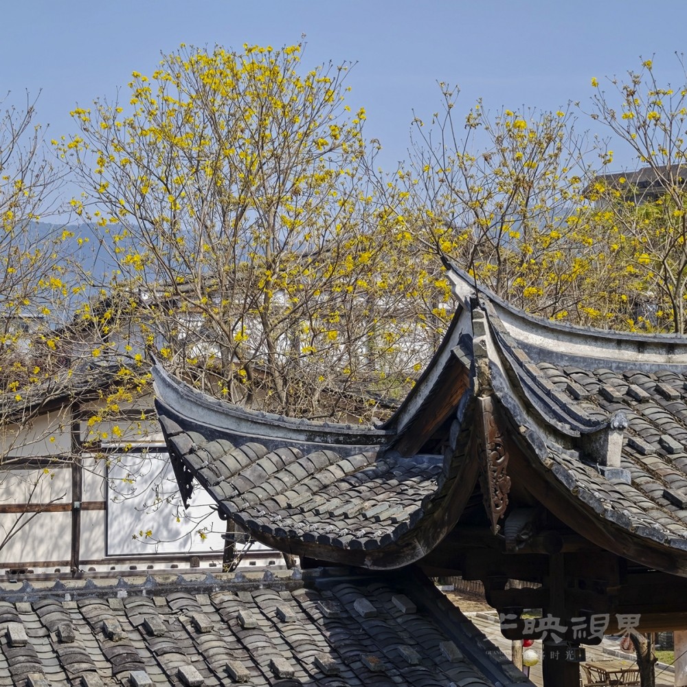 黄花风铃木00171200.jpg