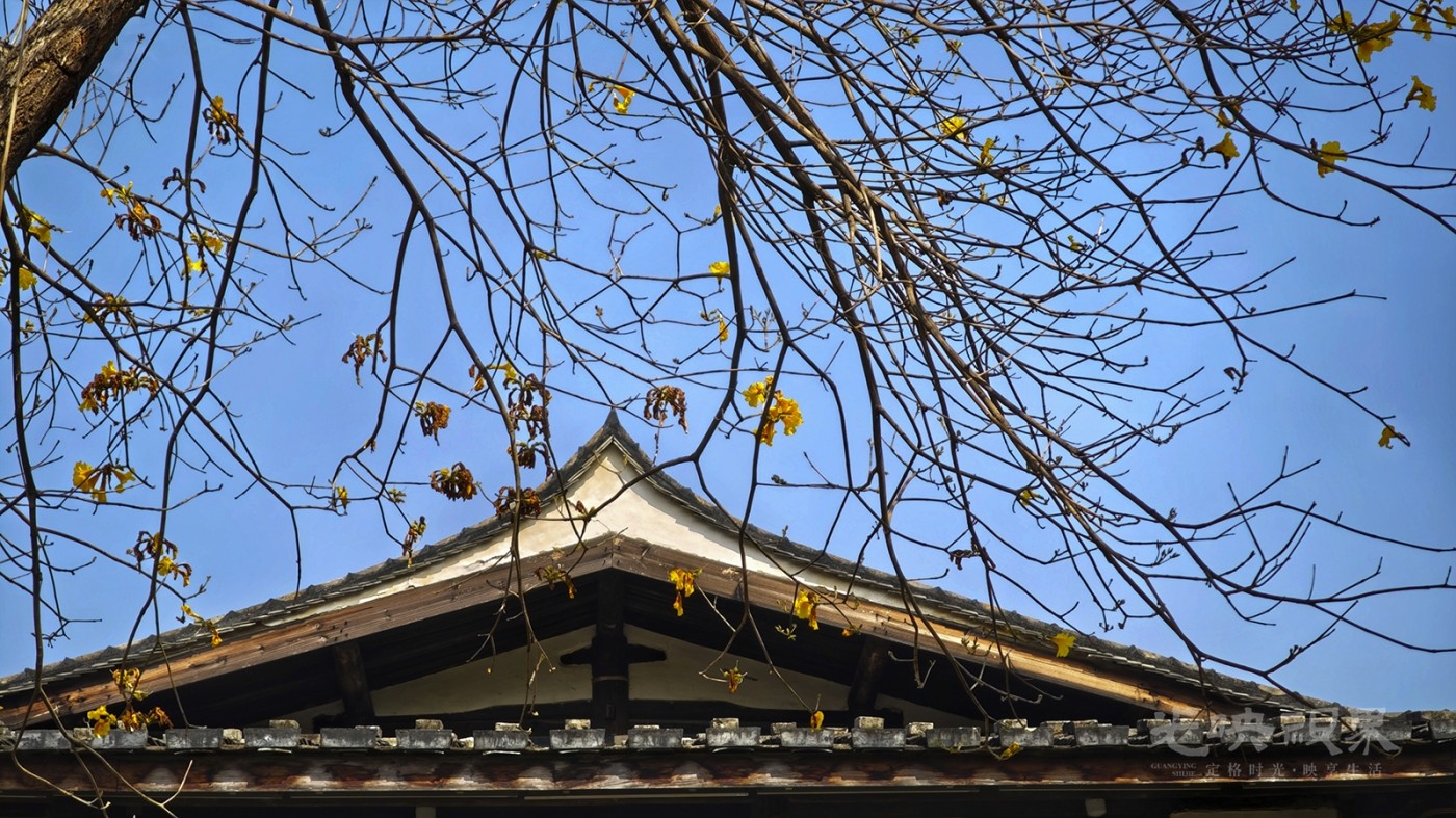 黄花风铃木0091600.jpg