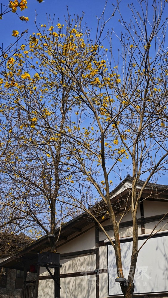 黄花风铃木0081200.jpg