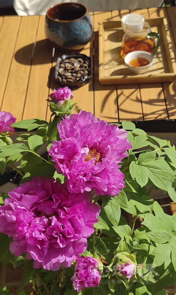 阳台牡丹花0031024.jpg
