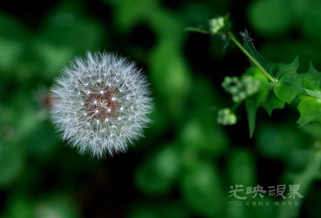 DSCF2918_副本_副本.jpg