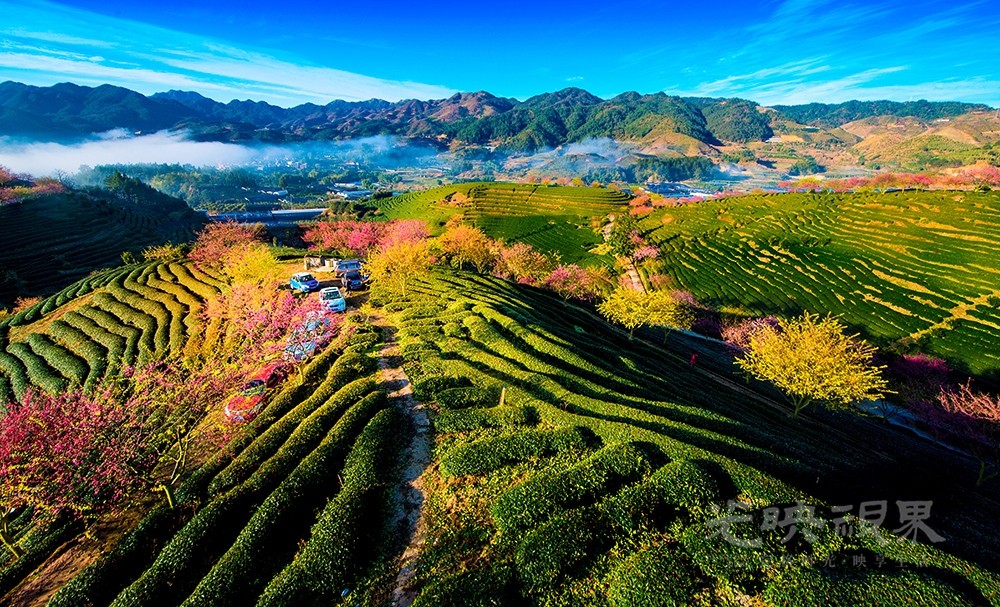 漳平樱花园 (3).jpg