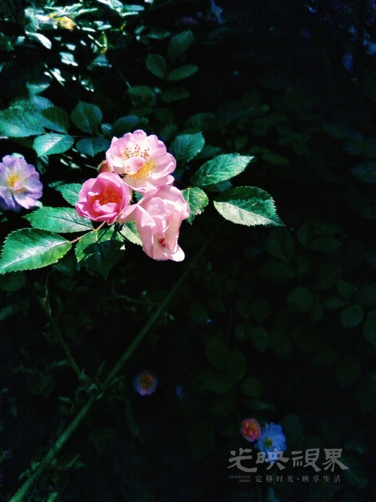 MEITU_20250428_172421758.jpg