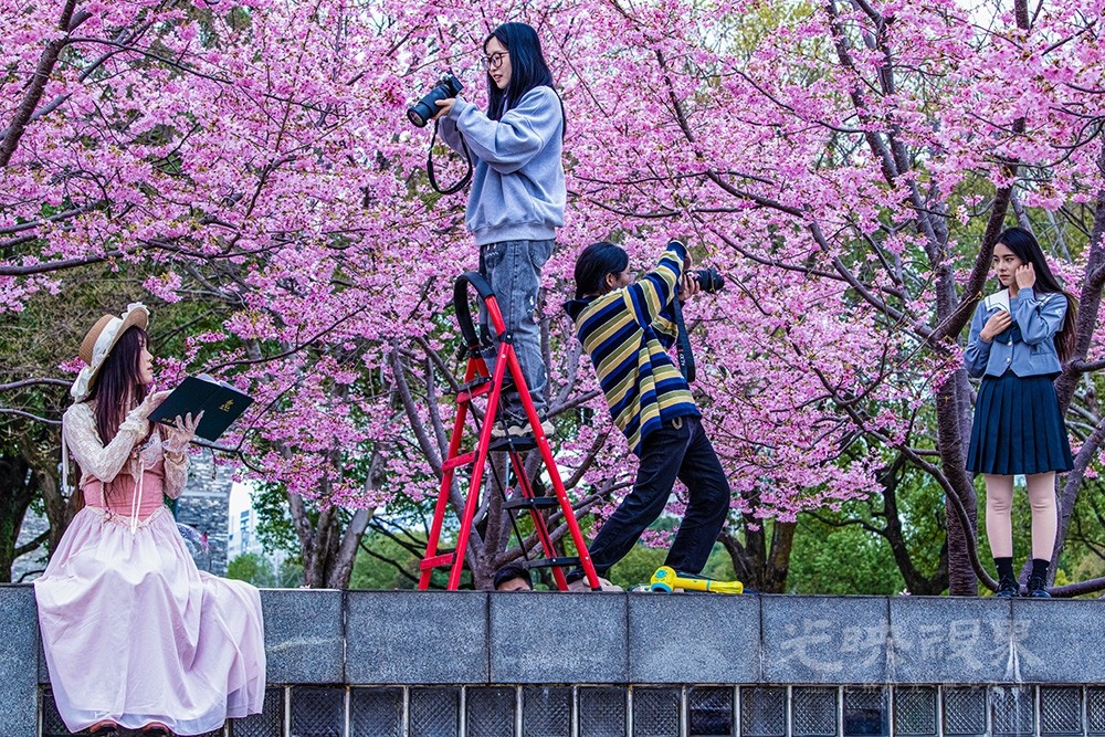 春樱之约.jpg