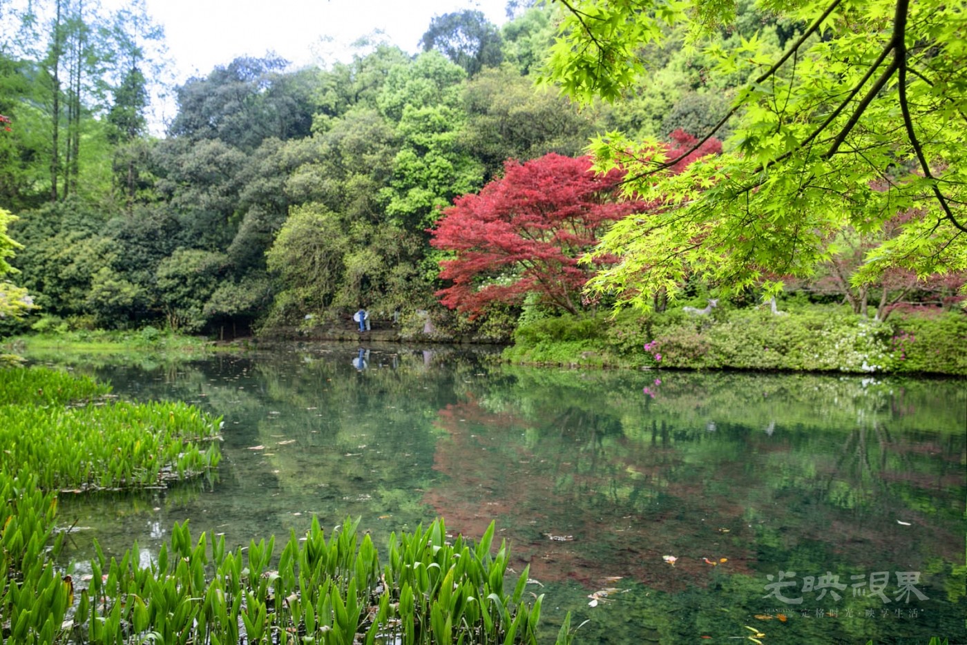 20190413杭州九溪017.jpg