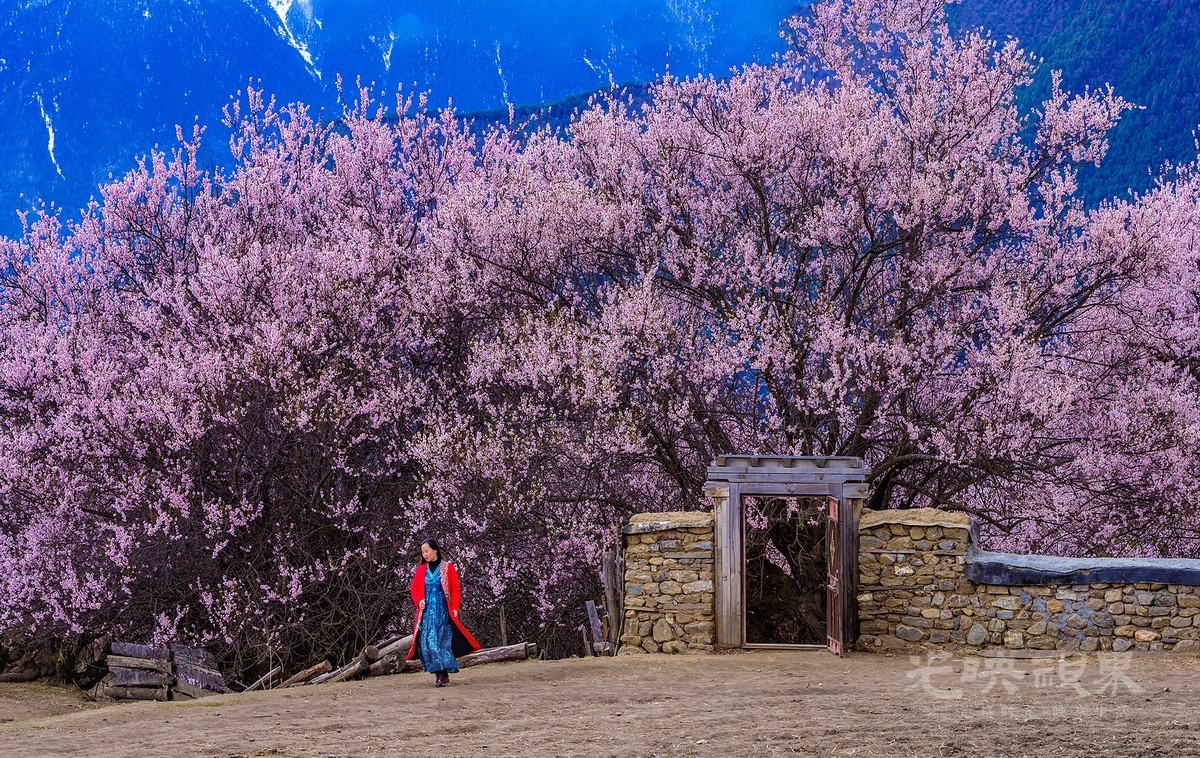 程伟光-林芝桃花090YP8AYiEwM3.jpg