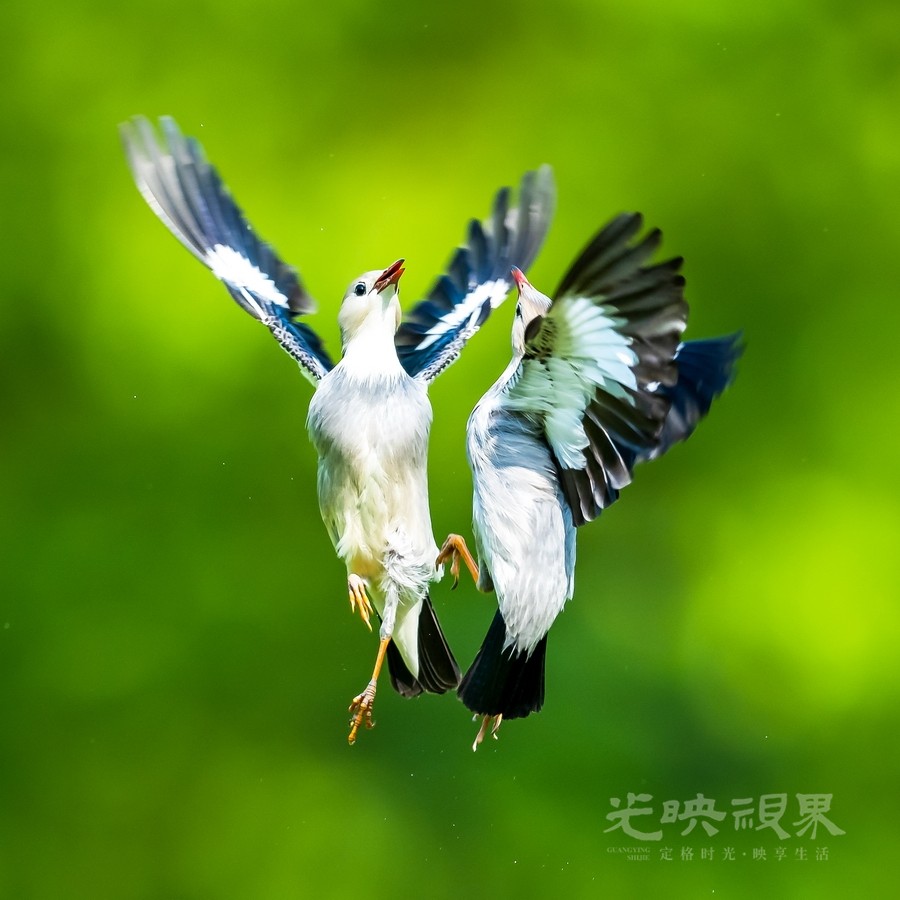 沈焕明-空中芭蕾063-ehPx5b6ata.jpg