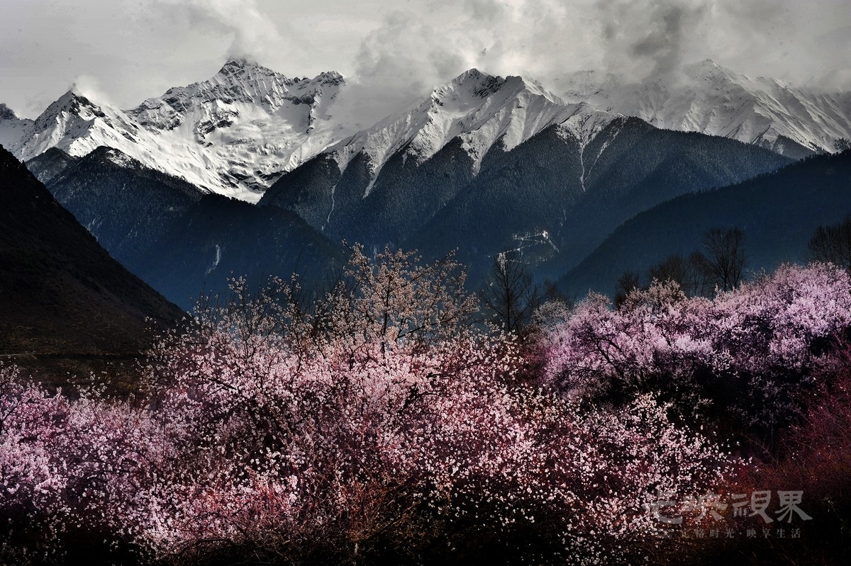 汤志明-雪域高原桃花红090-3p4D36bKRc.jpg