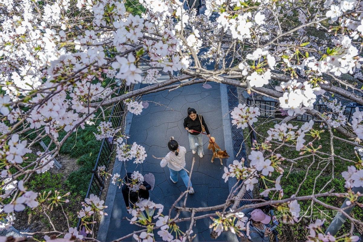 谢建荣-赏樱盛景090Pw4kaQYZHF.jpg