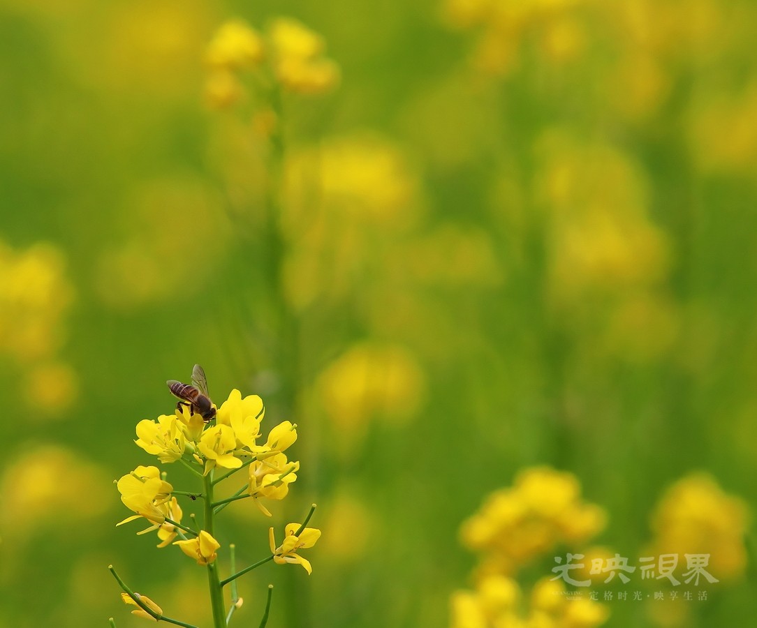 杨跃新-花香蜂自来069-AxzFcwzf4M.jpg