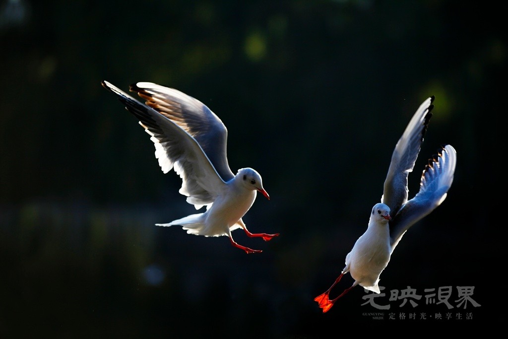_MG_9557_副本.jpg