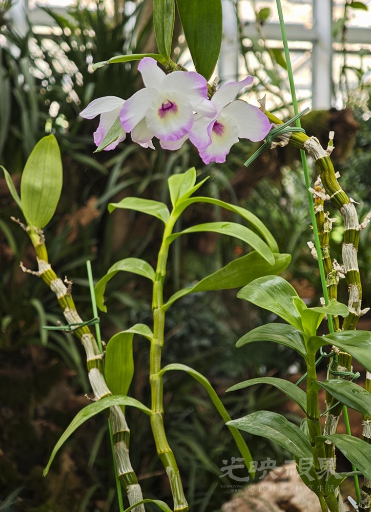 再游三江口植物园0081024.jpg