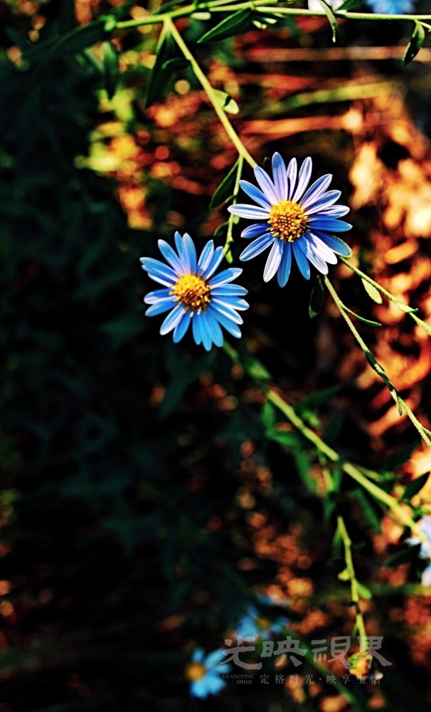 Image_1748746381654.jpg