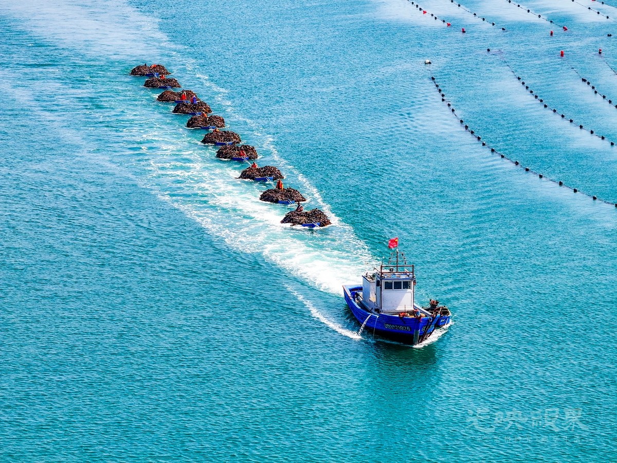 郭盛利-海上 “收获” 之海带丰收盛景 091-dCnj55shbZ.jpg