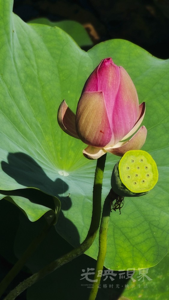 手机拍荷02S1024.jpg
