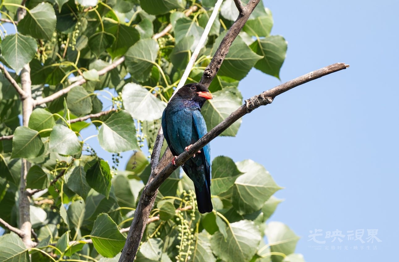DSC_5146-已增强-NR 拷贝_副本.jpg