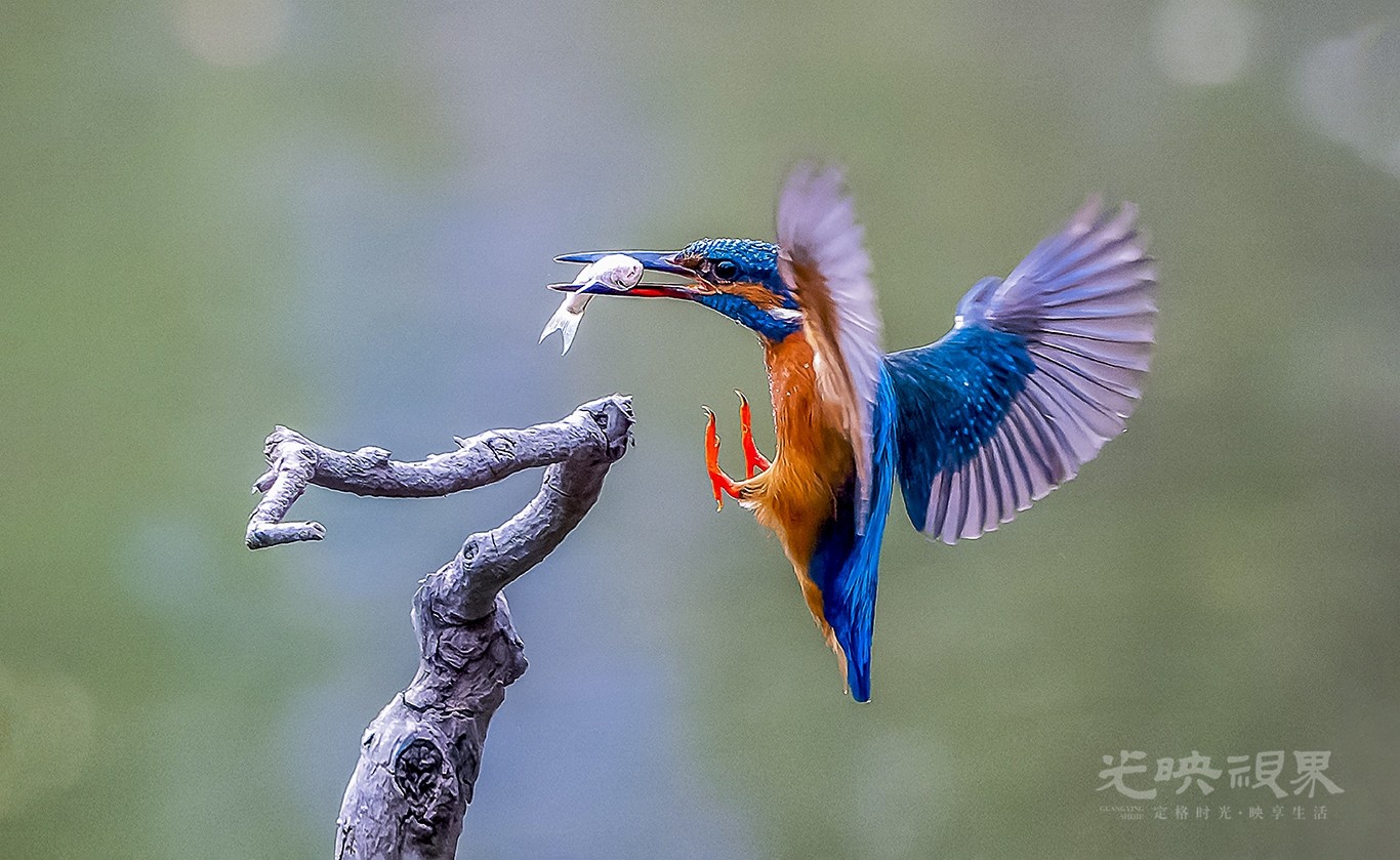 DSC_1314.jpg