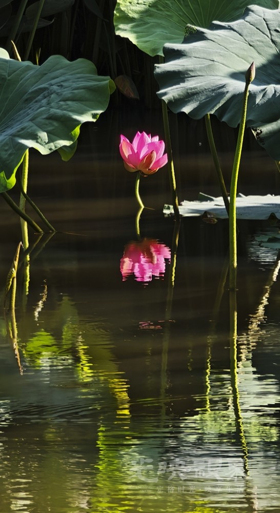倒影荷花02SP1024.jpg