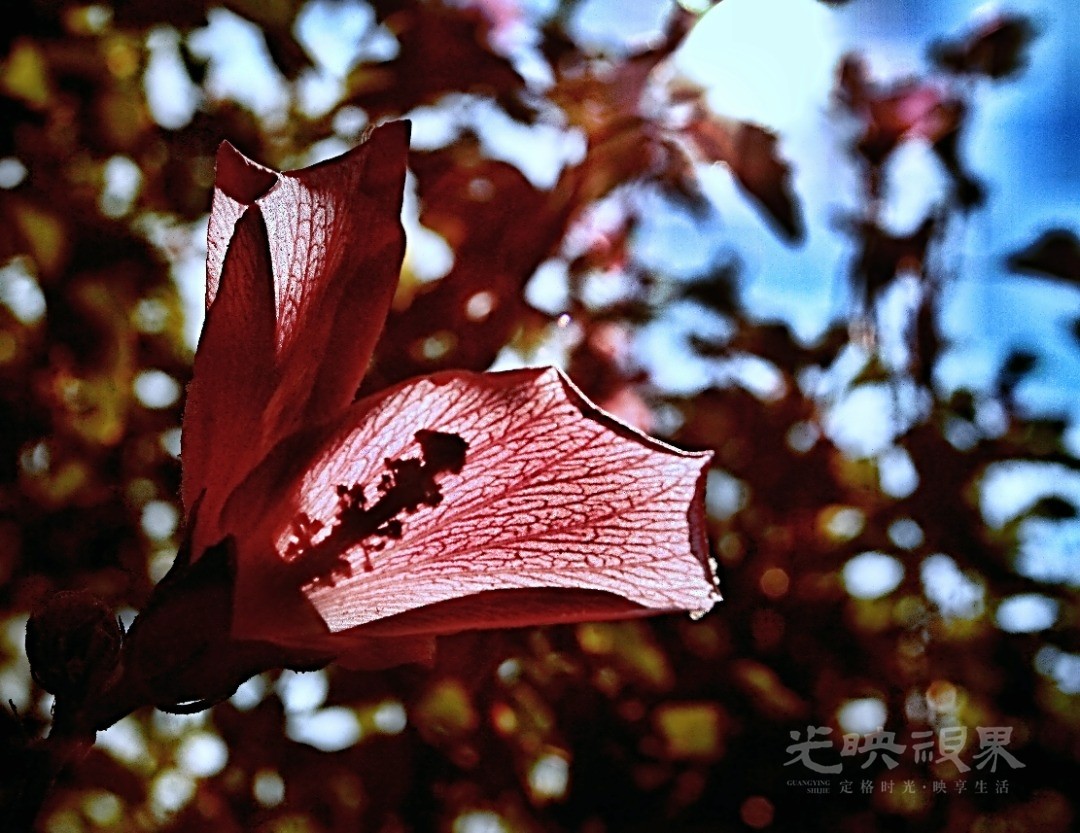 Image_1751366104135.jpg