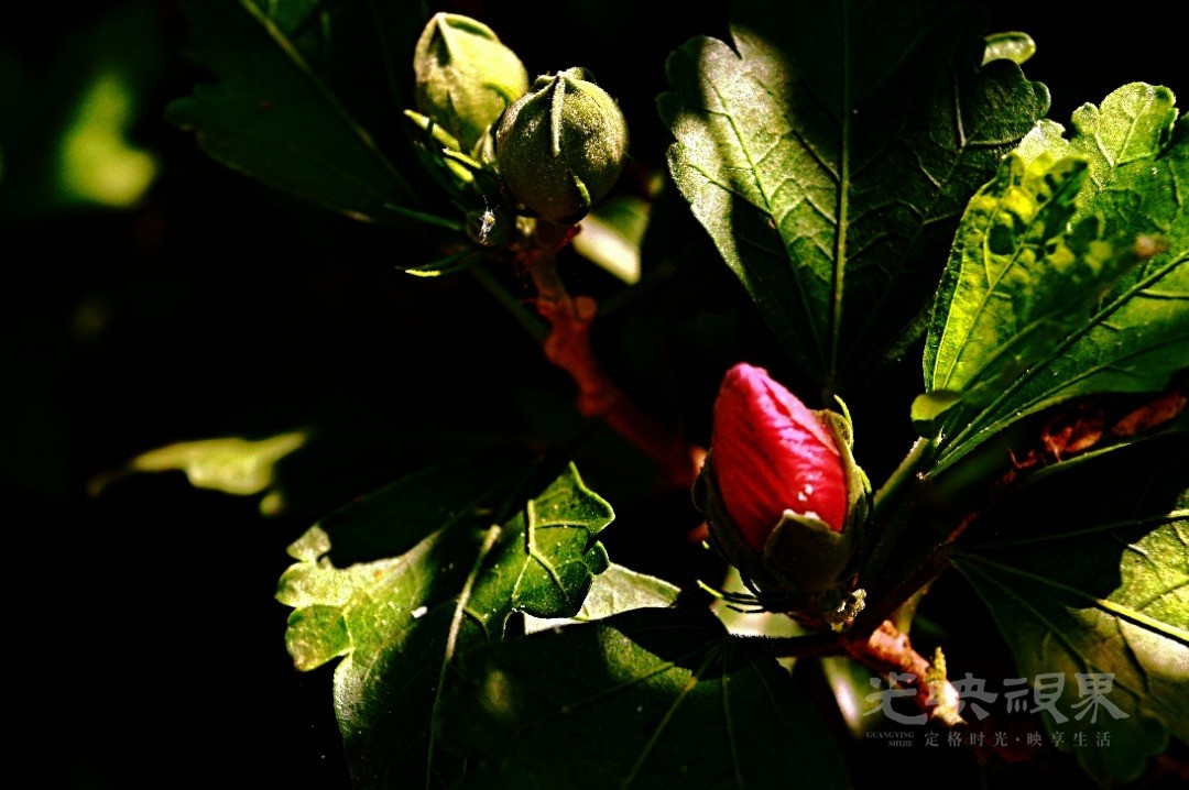Image_1751366121087.jpg