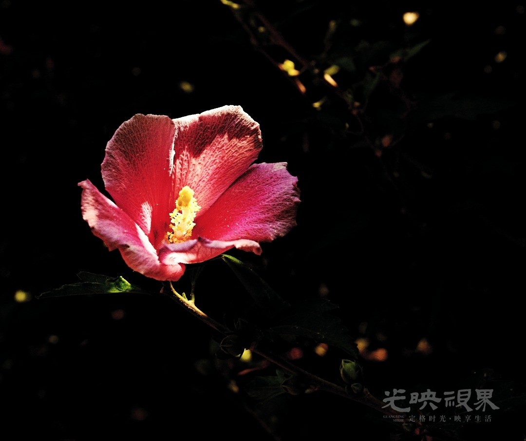 Image_1751366114581.jpg