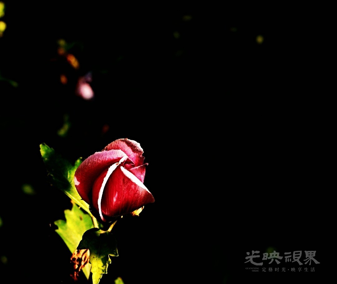 Image_1751366116969.jpg