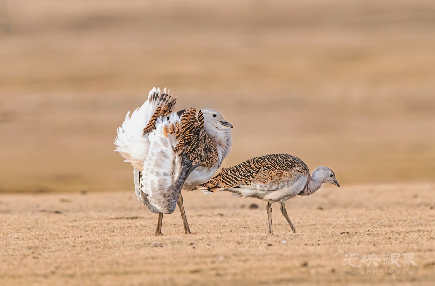 4M1A8130-已增强-NR 拷贝_副本_副本 拷贝.jpg