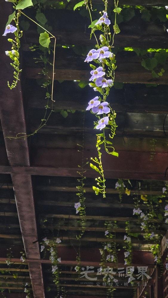 雨后0151024.jpg