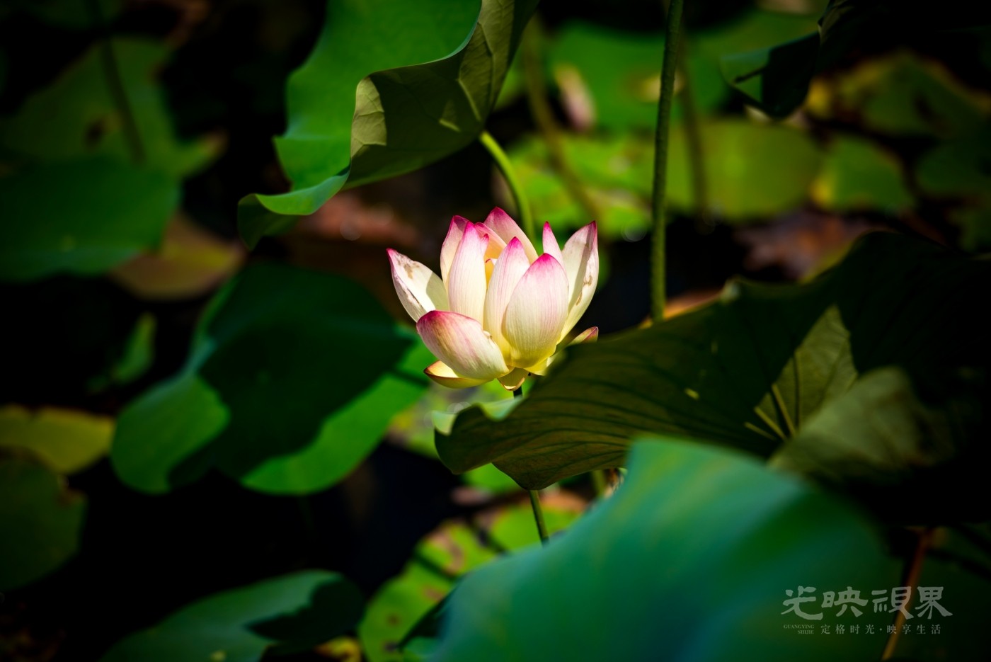 _DSC3007.JPG
