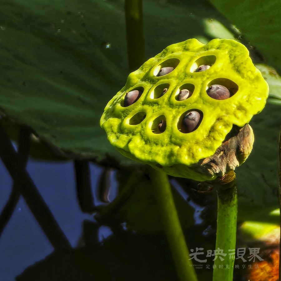 莲蓬06900.jpg