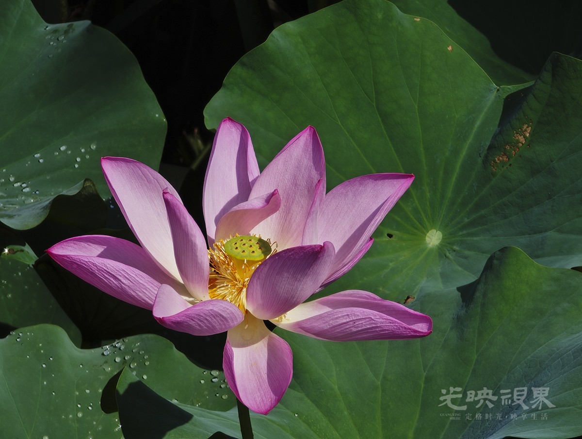 夏荷1200.jpg