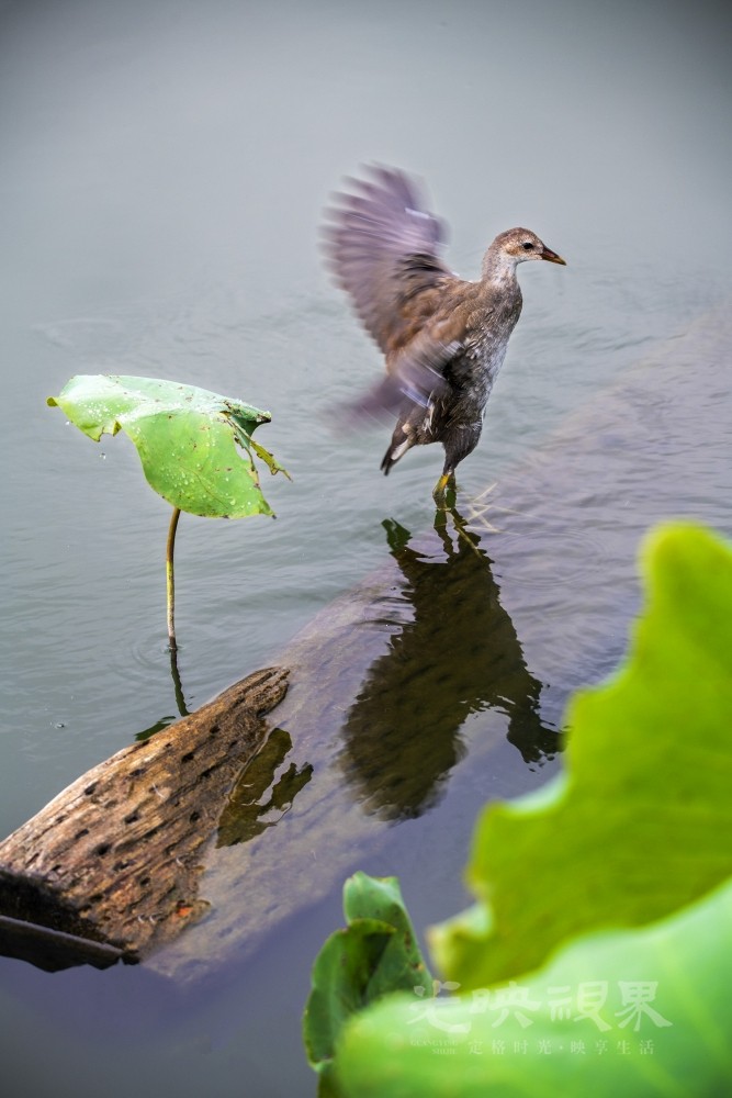 DSC_1862.jpg