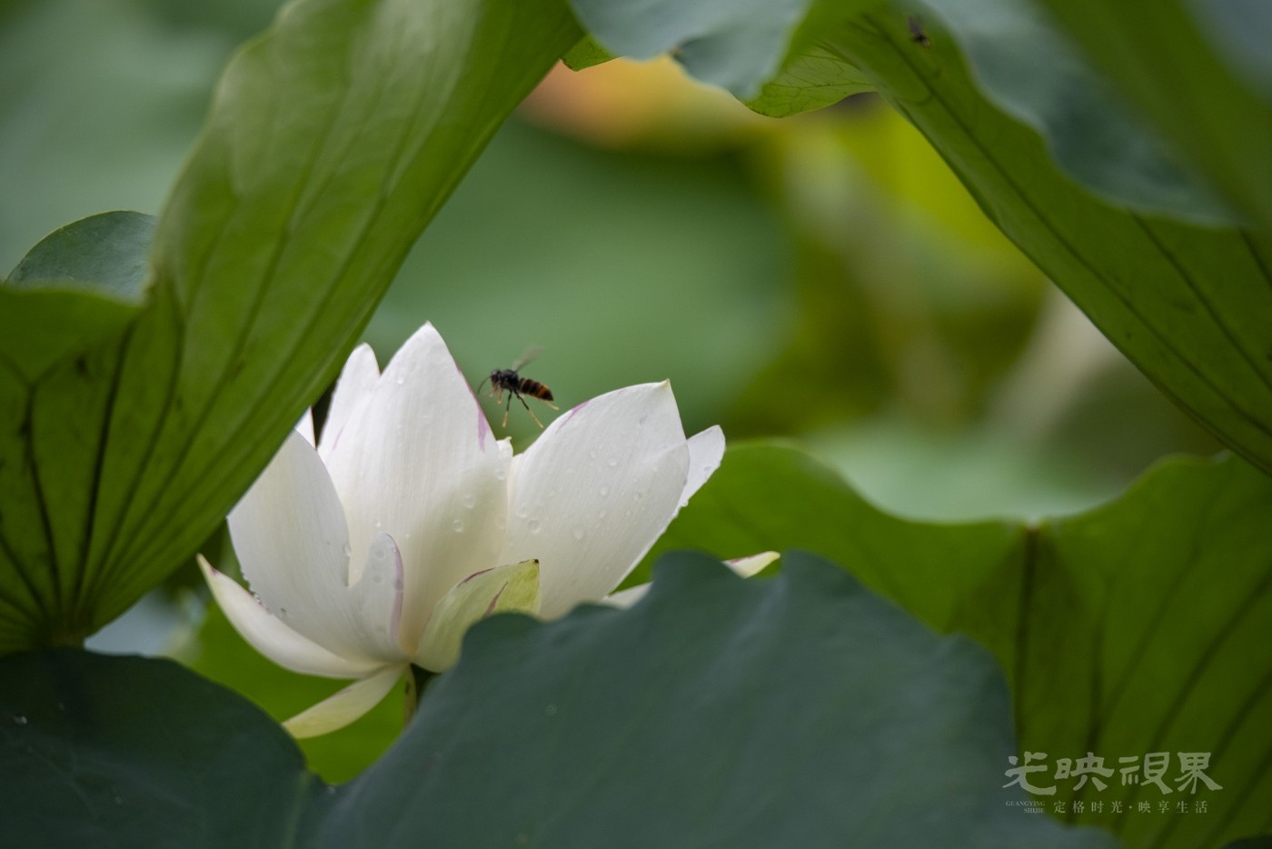 DSC_1755.jpg