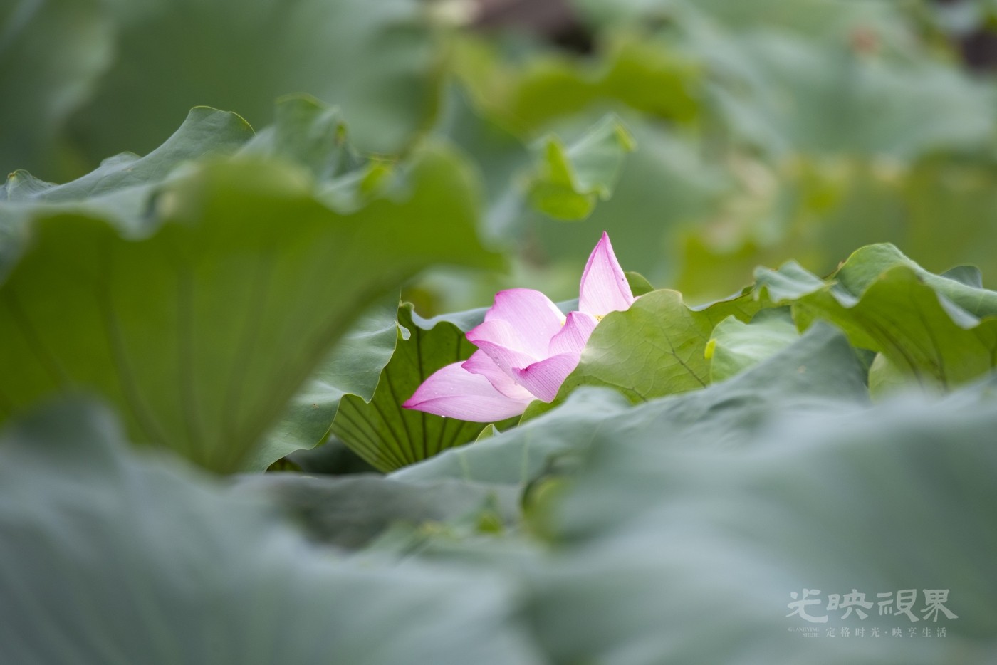 DSC_1789.jpg