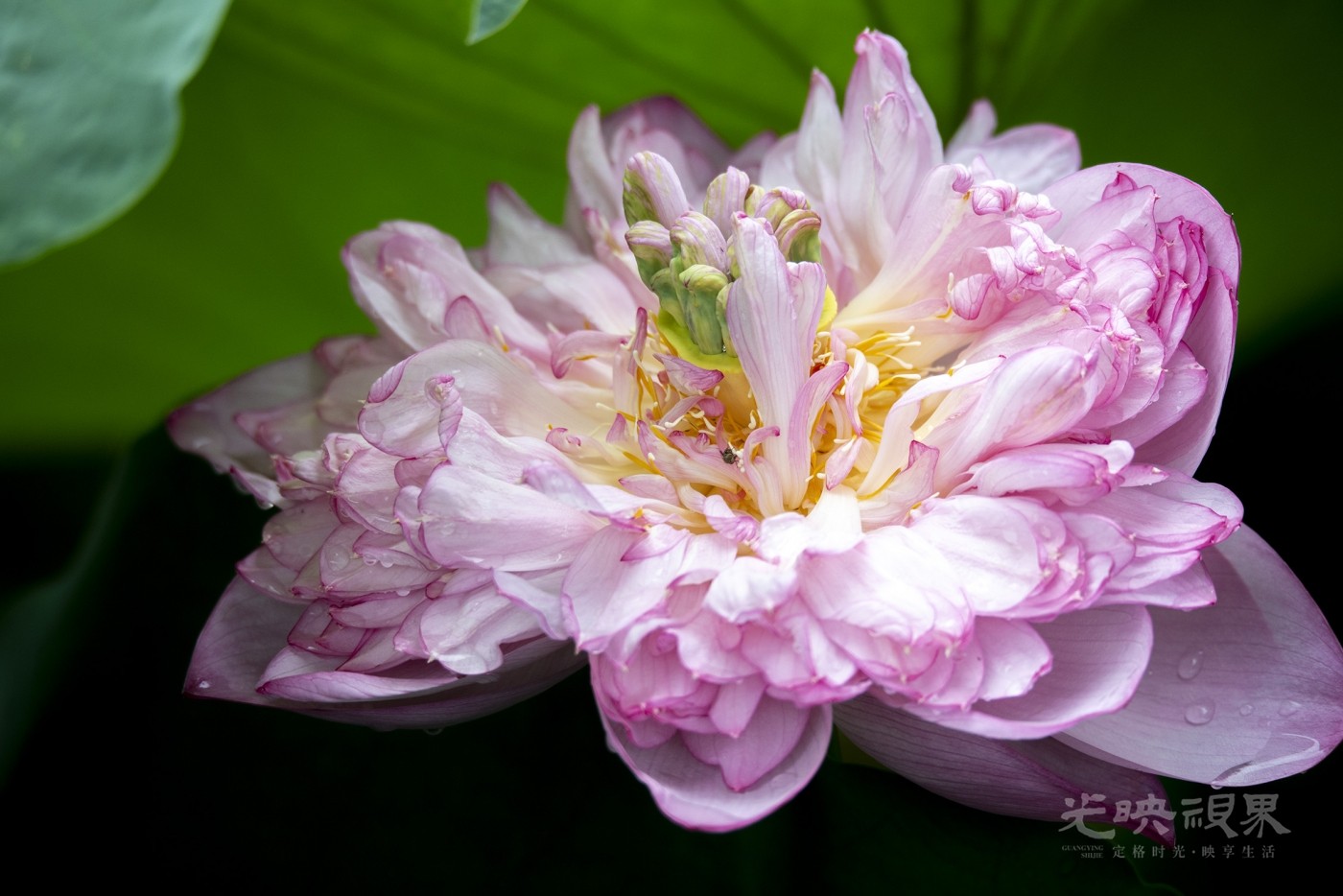 DSC_1819.jpg