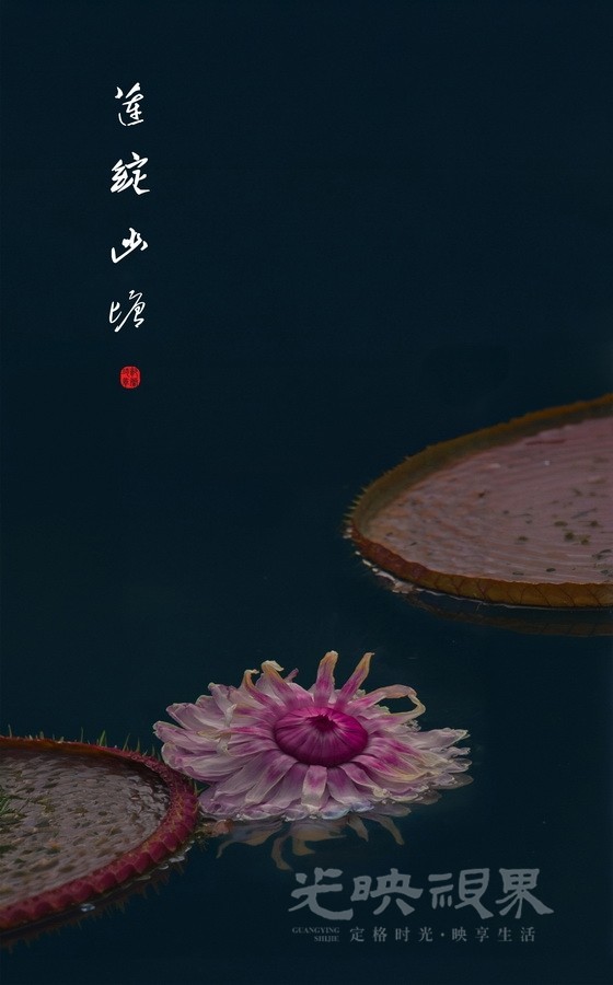 郭兰琦-莲绽幽塘91-BbA4BX58nY.jpg