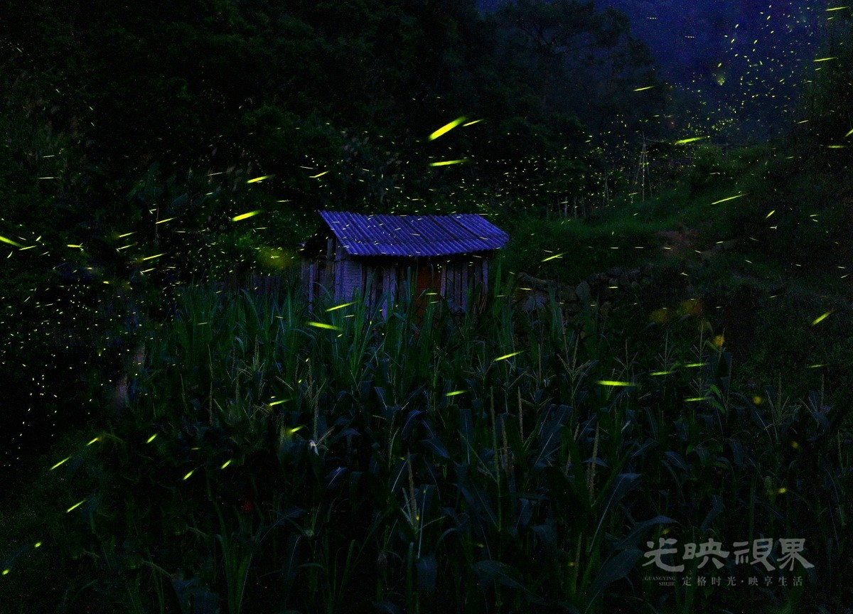 林志兵-流萤伴幽居92-2Ezjt4SyDr.jpg